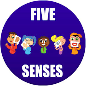 5 senses of the body