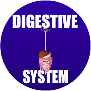 digestive system in spanish