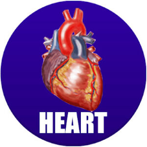 Heart in Spanish