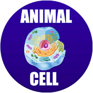 animal cell in Spanish