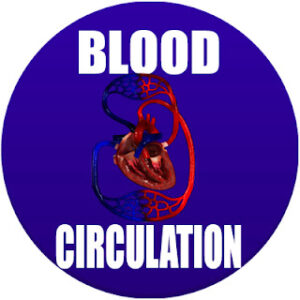 blood circulation in spanish