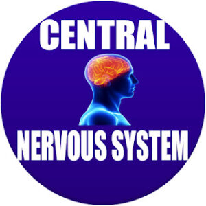 central nervous system in Spanish