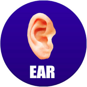 ear in spanish