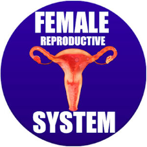 female reproductive system in spanish