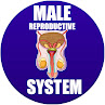 male reproductive system in spanish