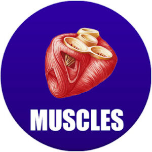 Muscles in Spanish