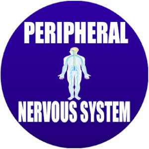 peripheral  nervous system in Spanish