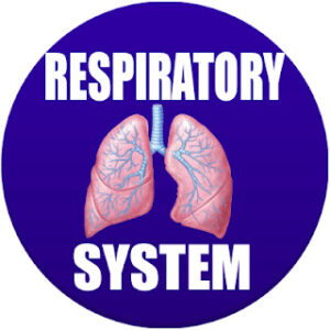 respiratory system in spanish