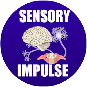 sensory impulse in spanish