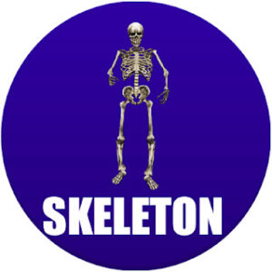 skeleton in spanish
