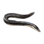 eel in spanish
