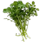 watercress