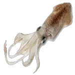 squid sea animals in Spanish