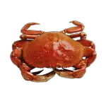 crab in spanish