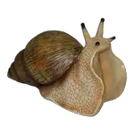 snail in spanish