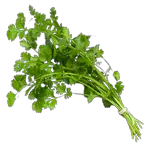 coriander in spanish