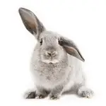 rabbit in spanish