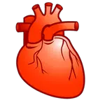 heart body in Spanish translation
