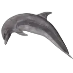 dolphin in spanish