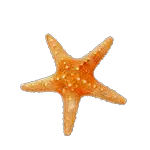 starfish in spanish