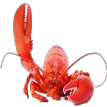 lobster in spanish