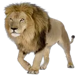 lion in spanish