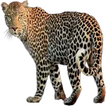 leopard in spanish
