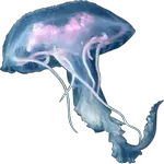 jellyfish in spanish