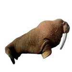 walrus in spanish