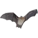 bat in spanish