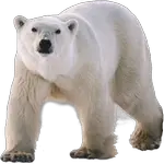 polar bear in spanish