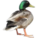 duck