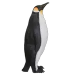 penguin sea animals