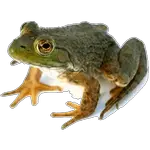 frog