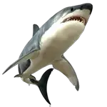 shark sea animals