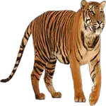 tiger