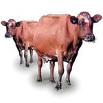 cow