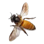 bee in spanish