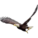 eagle in spanish