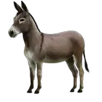 donkey in spanish
