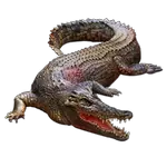 alligator in spanish