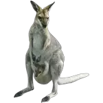 kangaroo in spanish