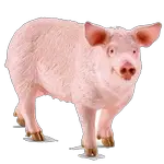 pig in spanish, list of animals in Spanish