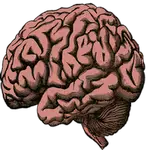 brain Body in Spanish translation