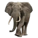 elephant in spanish