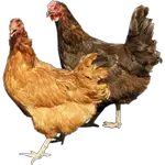 chicken in spanish