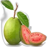 guava in spanish