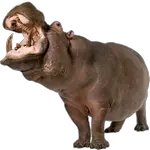 hippopotamus in spanish