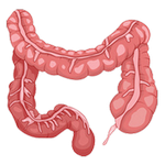large intestine in spanish