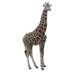giraffe in spanish